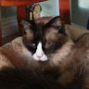 Meet your Posher, Leslie